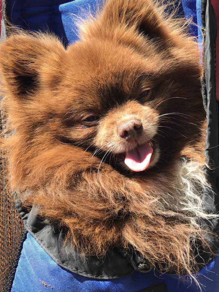 Pic of the Litter: Bear